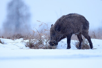 Dzik euroazjatycki, dzik, (Sus scrofa) © Bartosz Rakoczy