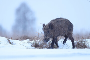 Dzik euroazjatycki, dzik, (Sus scrofa) © Bartosz Rakoczy