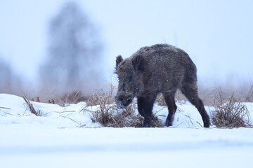 Dzik euroazjatycki, dzik, (Sus scrofa) © Bartosz Rakoczy