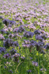Obraz premium Flowers bloom in a field during springtime with bright colors at a rural location in the afternoon sunlight