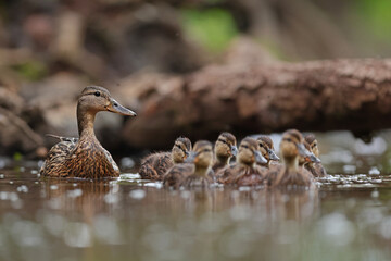 kaczka krzyżówka (Anas platyrhynchos) duck © Bartosz Rakoczy