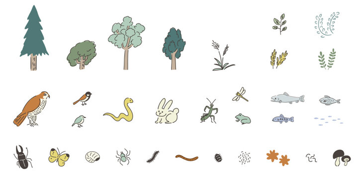 Biodiversity and Food Web Illustration Set | Plants, Animals and Decomposers