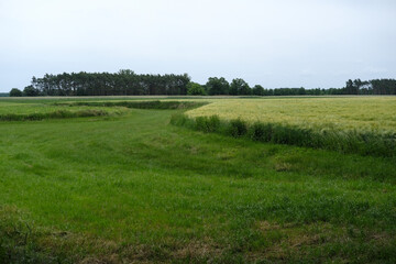 Fototapeta premium green field and blue sky. summer nature