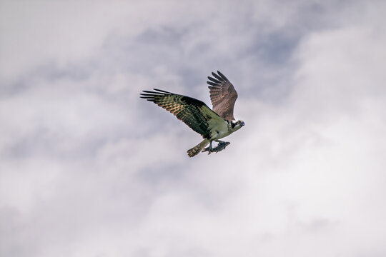 Osprey soaring with a fish in its talons