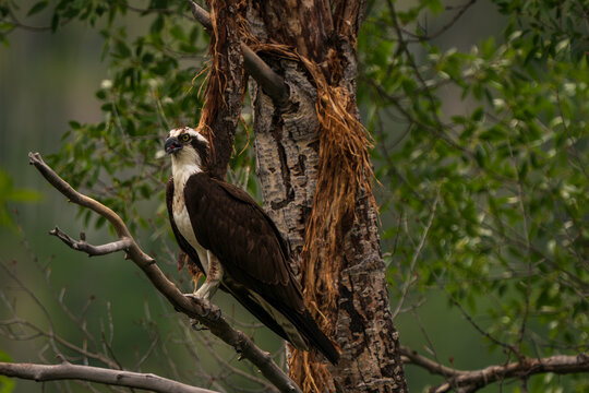 Osprey perched on a branch in Steamboat Colorado