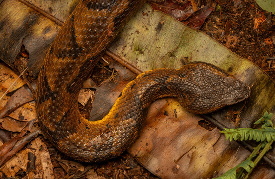 Serpiente camuflada en la selva peruana
