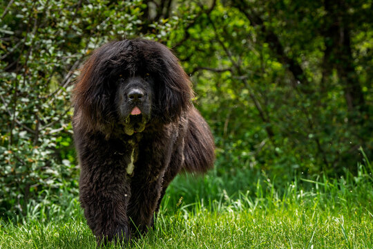 black newfoundland dog walking in the grass with a green background