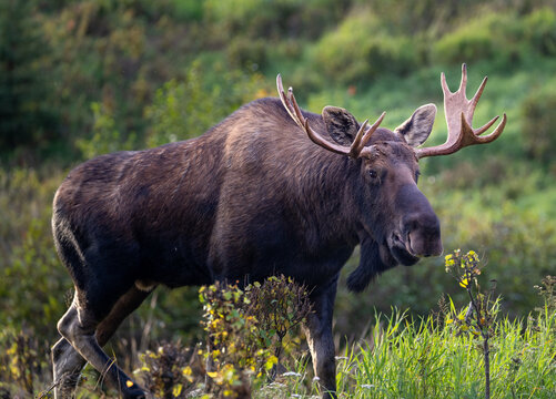 Bull moose in the green brush looking for food