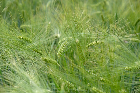 Ears of green rye in summer field