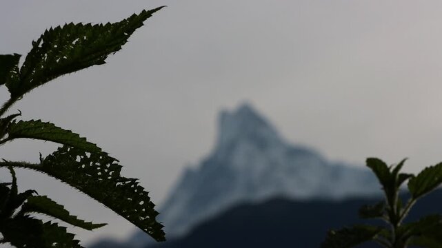 Blurred out view of Machhapuchhre (Fishtail Mountain) Peak Rising Above Foreground Plants in Ghandruk, Nepal