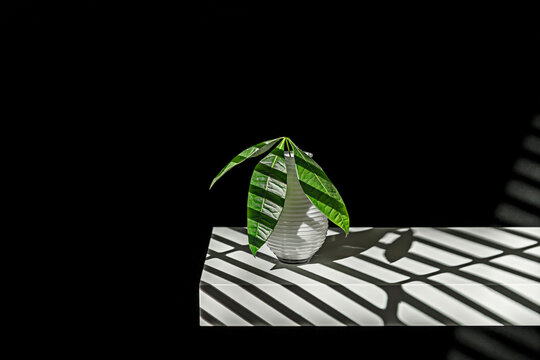 Pachira aquatica grown exclusively in water without substrate, with highly branched aquatic roots and a lush, emerald-green crown