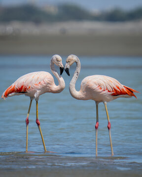 Flamencos haciendo un corazon 