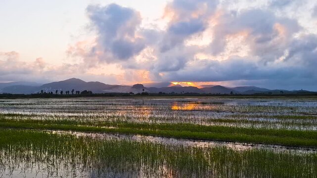 Glossy ibis birds feeding in flooded rice paddies during golden sunset in Pego-Oliva nature reserve, Spain. Traditional Bomba rice cultivation and wildlife.