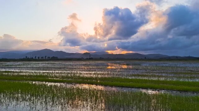 Time-lapse of dramatic sunset over ecologically clean rice fields in Pego-Oliva natural park, Valencia, Spain. Beautiful clouds moving over mountains and agricultural terraces.