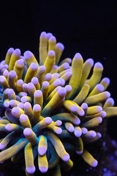 Close-Up of a Vibrant Banana Torch Coral (Euphyllia glabrescens) Under Actinics in a Marine Reef Aquarium