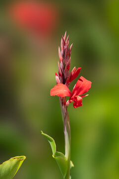 Red Canna Lily Flower With Soft Green Bokeh Background