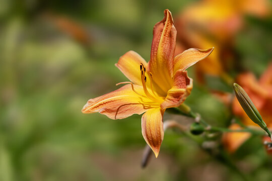 Orange Day Lily Flower With Soft Bokeh Background