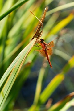 Red Saddlebag Dragonfly Resting on Leaf in Natural Wetland Habitat