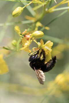 Female Valley Carpenter Bee Pollinating Palo Verde Tree Flower