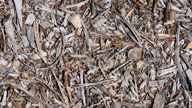 Forest Floor Detritus Texture Background