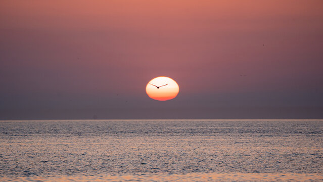 Seagull flying in front of glowing orange sun setting over calm ocean horizon