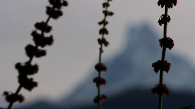 Blurred out Fishtail Mountain viewed through plants , Nepal