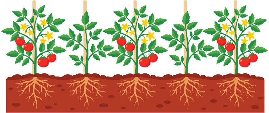 Tomato plants growing in garden soil with root system.