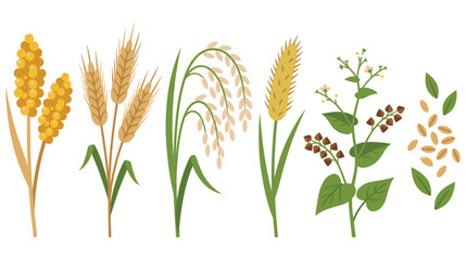Cereal plants illustration of wheat rice and buckwheat. © NAZMA
