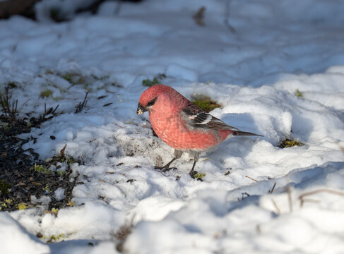 Male pine grosbeak bird digging through the snow