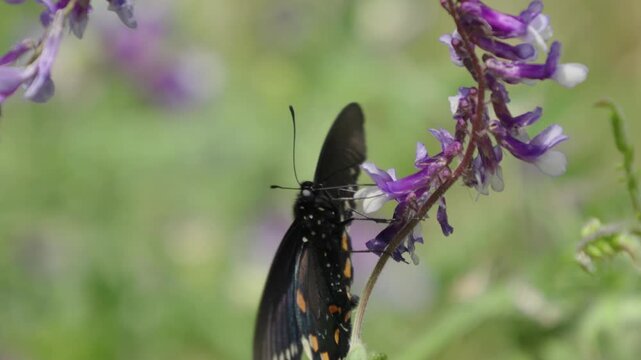 Pipevine swallowtail butterfly gathering nectar from flower