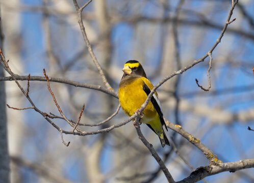 Evening grosbeak bird on a tree branch in the sun