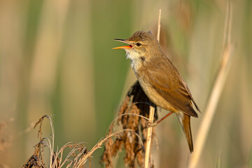 Trzcinniczek (Acrocephalus scirpaceus) © Grzegorz