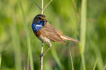 Podróżniczek (Luscinia svecica) © Grzegorz
