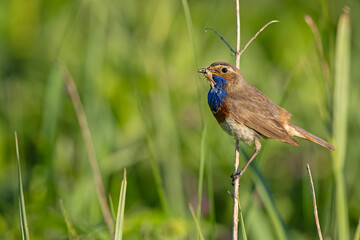 Podróżniczek (Luscinia svecica) © Grzegorz