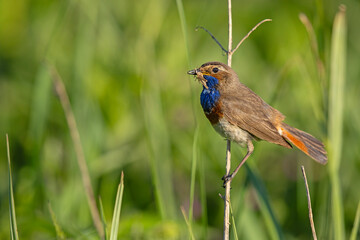 Podróżniczek (Luscinia svecica) © Grzegorz