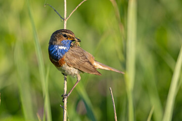 Podróżniczek (Luscinia svecica) © Grzegorz
