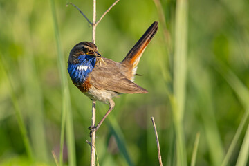 Podróżniczek (Luscinia svecica) © Grzegorz