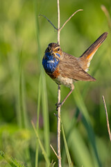 Podróżniczek (Luscinia svecica) © Grzegorz