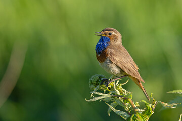 Podróżniczek (Luscinia svecica) © Grzegorz