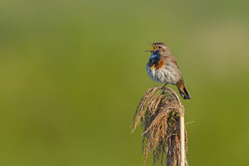 Podróżniczek (Luscinia svecica) © Grzegorz
