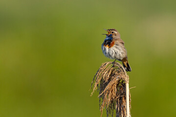 Podróżniczek (Luscinia svecica) © Grzegorz