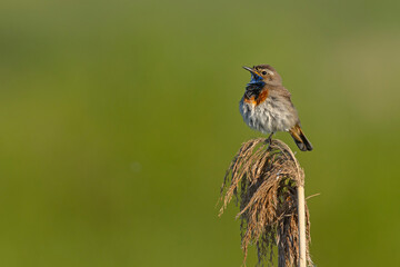 Podróżniczek (Luscinia svecica) © Grzegorz