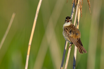 Rokitniczka (Acrocephalus schoenobaenus) © Grzegorz