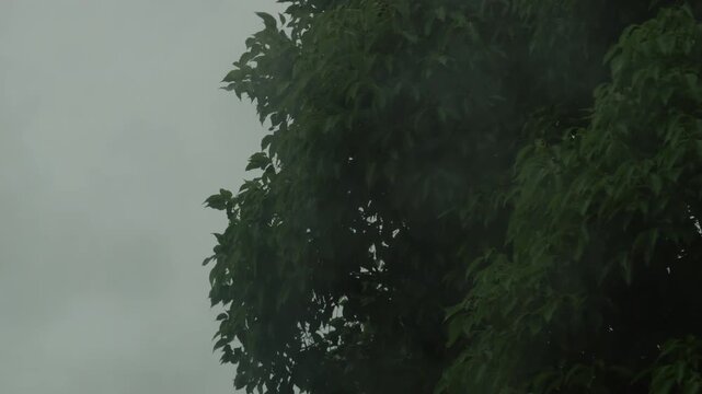 Tree leaves violently shaking in typhoon winds and heavy rain