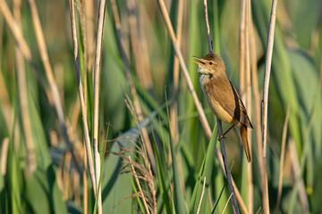 Trzcinniczek (Acrocephalus scirpaceus) © Grzegorz