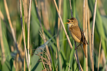 Trzcinniczek (Acrocephalus scirpaceus) © Grzegorz