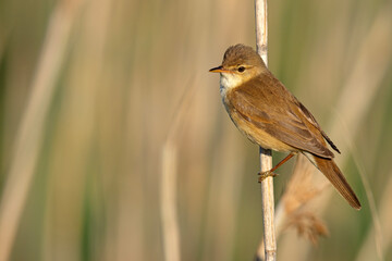 Trzcinniczek (Acrocephalus scirpaceus) © Grzegorz