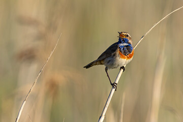 Podróżniczek (Luscinia svecica) © Grzegorz