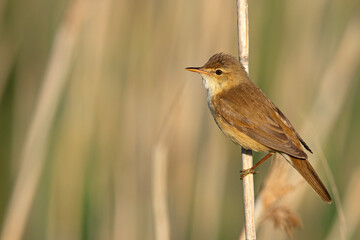 Trzcinniczek (Acrocephalus scirpaceus) © Grzegorz