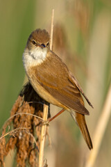 Trzcinniczek (Acrocephalus scirpaceus) © Grzegorz